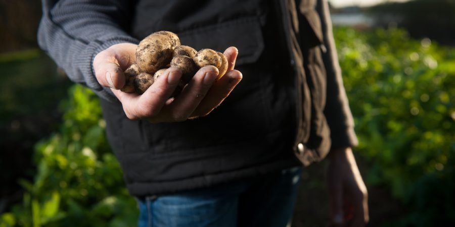 Kartoffeln als Magnesiumquelle