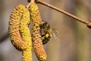 Blütenstaub im Frühling