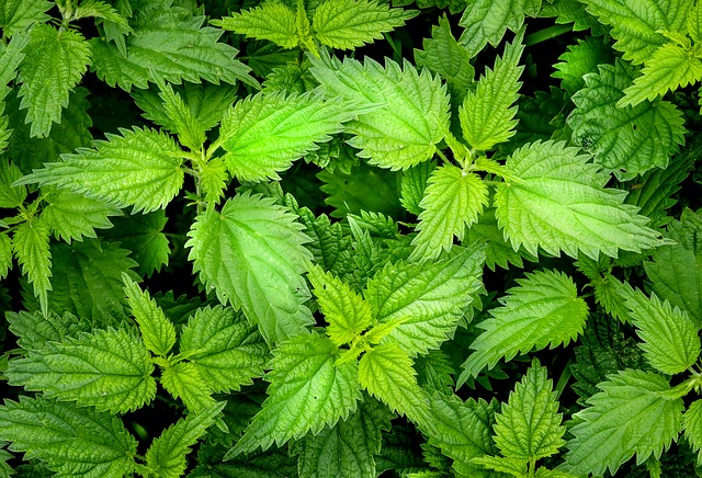 nützliche Inhaltsstoffe in Brennesseln