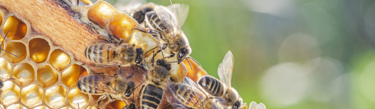 Bienen auf einer Wabe, die Propolis herstellen