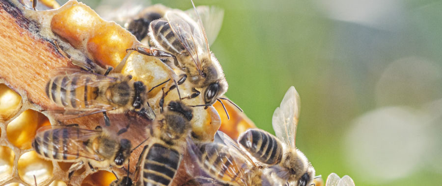 Bienen auf einer Wabe, die Propolis herstellen